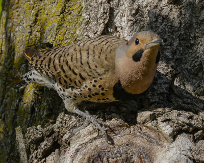 NORTHERN FLICKER