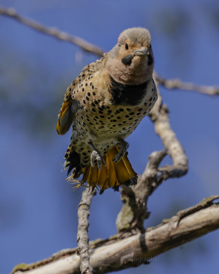 NORTHERN FLICKER