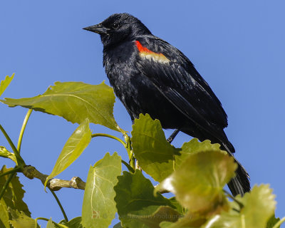 RED-WINGED BLACKBIRD