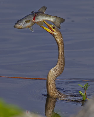 ANHINGA