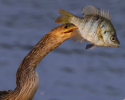 ANHINGA