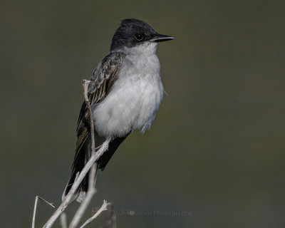 EASTERN KINGBIRD