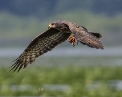 SNAIL KITE