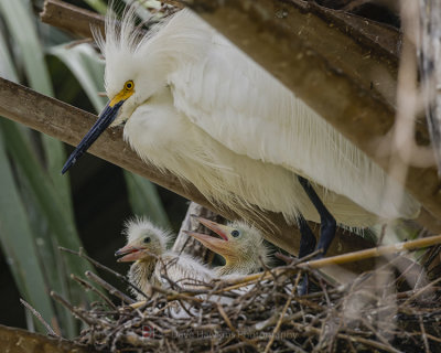 SNOWY EGRETT