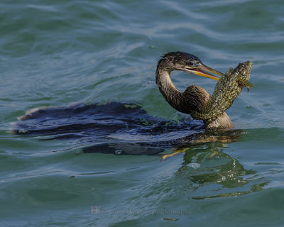 ANHINGA