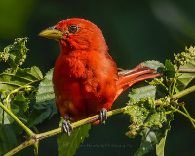 SUMMER TANAGER