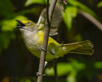 WHITE-EYED VIREO