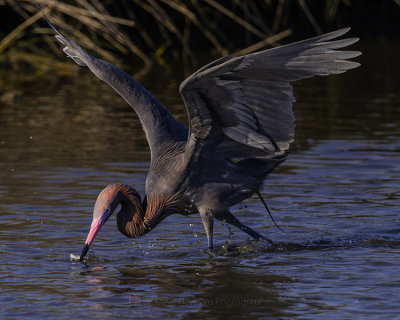 REDDISH EGRET