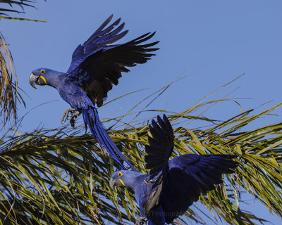 HYACINTH MACAW