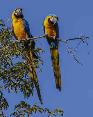 BLUE-AND-YELLOW MACAW