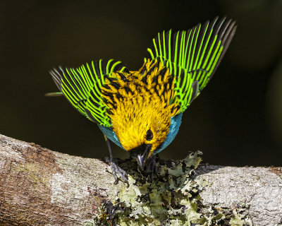 GILT-EDGED TANAGER