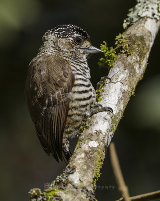 WHITE-BARRED PICULET