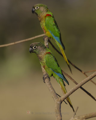 BLAZE-WINGED PARAKEET