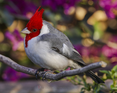 RED-CRESTED CARDINAL