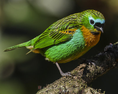 BRASSY-BREASTED TANAGER