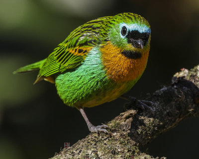 BRASSY-BREASTED TANAGER