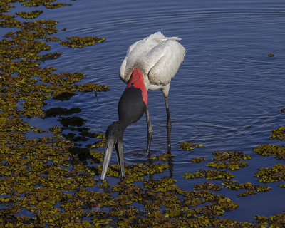 JABIRU