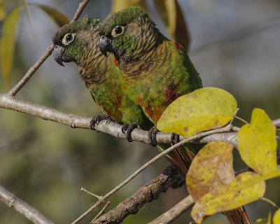 BLAZE-WINGED PARAKEET