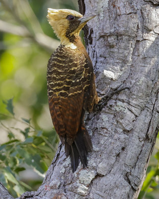PALE-CRESTED WOODPECKER