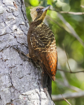 PALE-CRESTED WOODPECKER