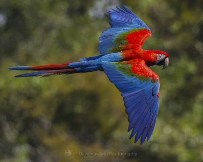 RED AND GREEN MACAW