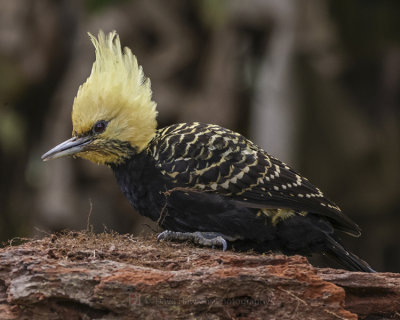 BLOND-CRESTED WOODPECKER