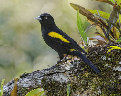 GOLDEN-WINGED CACIQUE