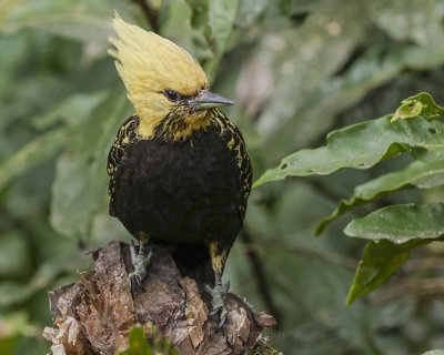 BLOND-CRESTED WOODPECKER