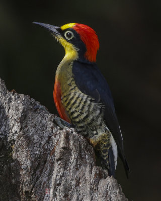 YELLOW-FRONTED WOODPECKER
