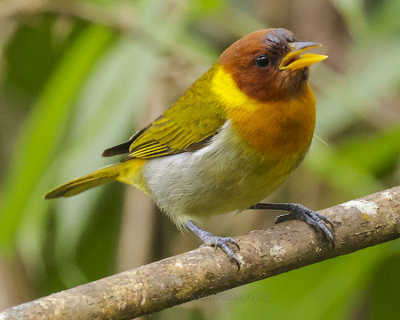 RUFOUS-HEADED TANAGER