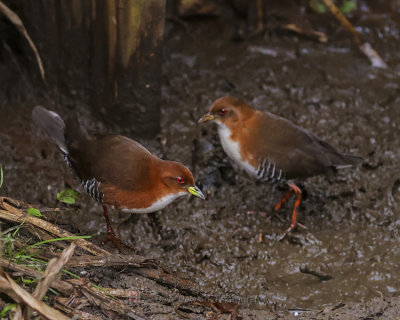 RED AND WHITE CRAKE (Male ((left)) & Female)