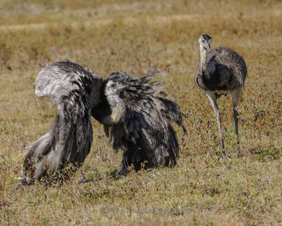 GREATER RHEA