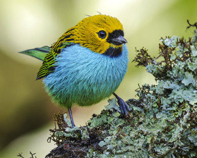 GILT-EDGED TANAGER