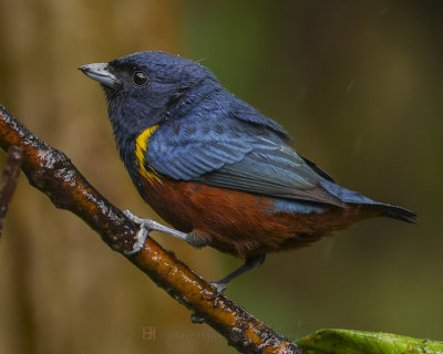 CHESTNUT-BELLIED EUPHONIA