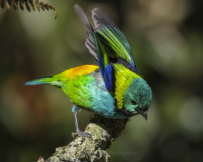 GREEN-HEADED TANAGER