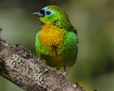 BRASSY-BREASTED TANAGER