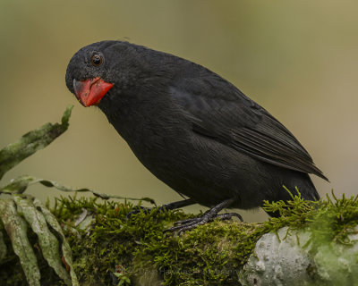 BLACK-THROATED GROSBEAK