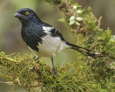 MAGPIE TANAGER