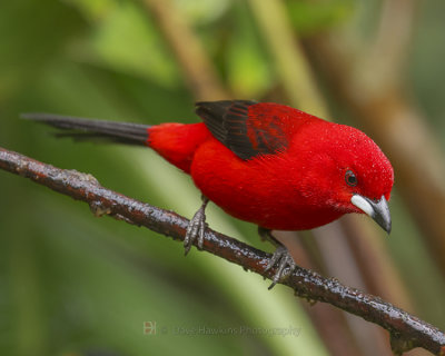 BRAZILIAN TANAGER