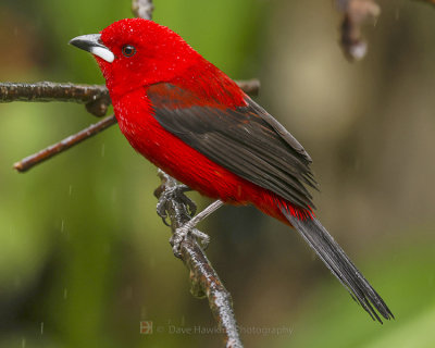 BRAZILIAN TANAGER