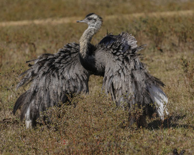 GREATER RHEA