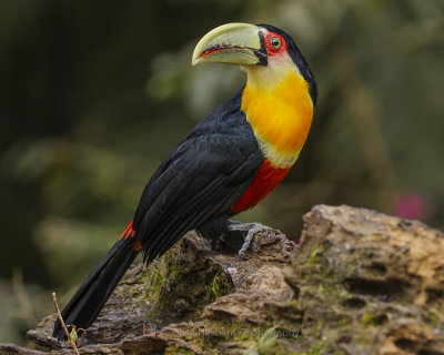RED-BREASTED TOUCAN