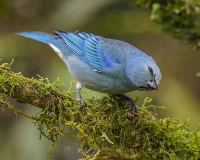 AZURE-SHOULDERED TANAGER