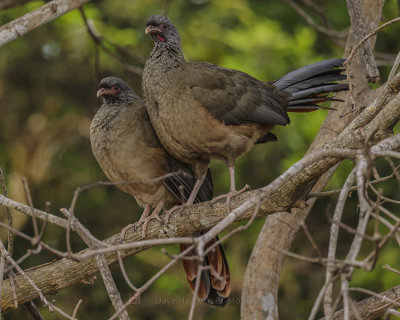 CHACO CHACHALACA