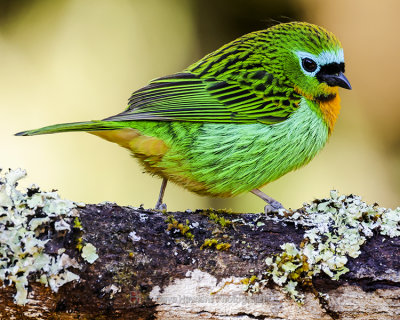 BRASSY-BREASTED TANAGER