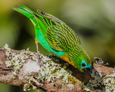 BRASSY-BREASTED TANAGER