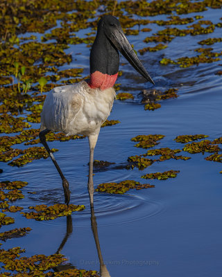 JABIRU