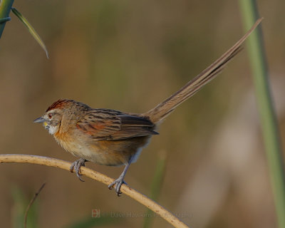 CHOTOY SPINETAIL