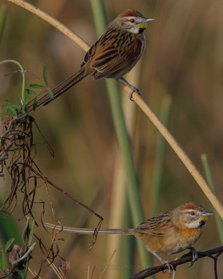 CHOTOY SPINETAIL