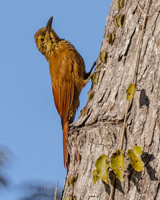 PLANALTO WOODCREEPER